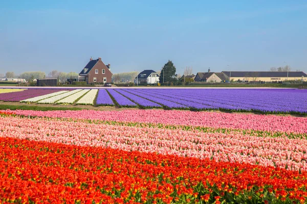 Campo Tulipán Primavera Los Países Bajos Los Famosos Campos Tulipanes — Foto de Stock
