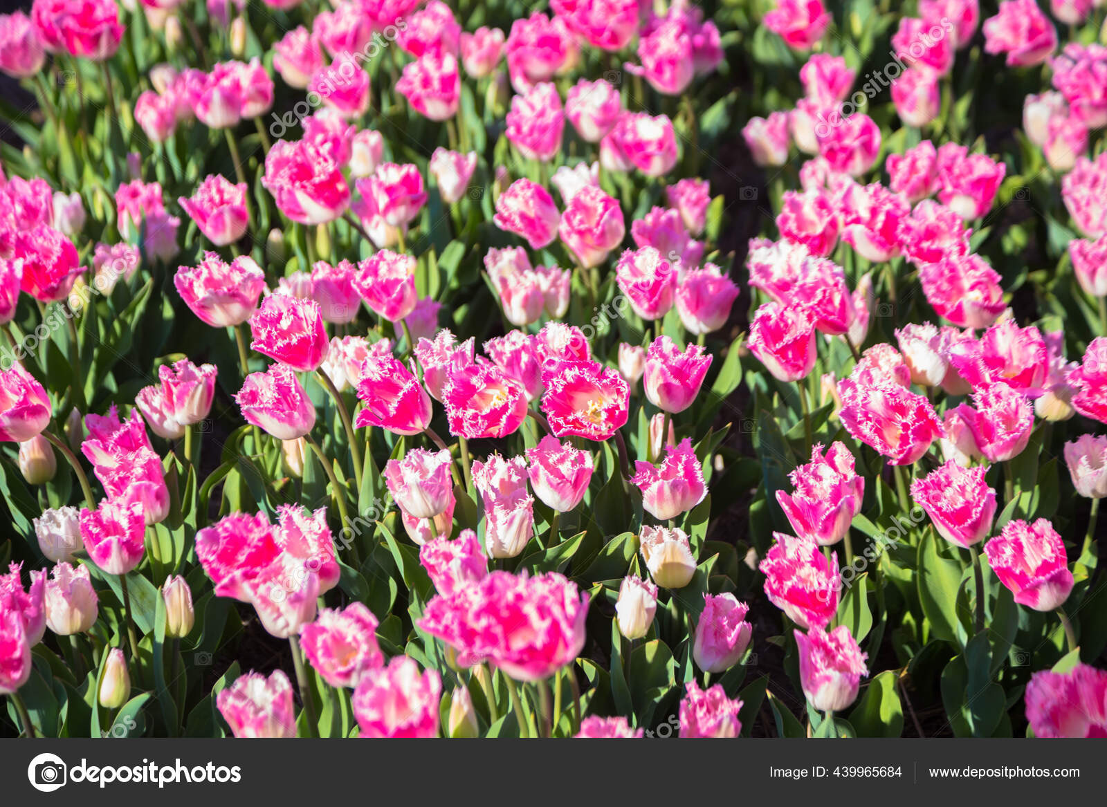 オランダの花産業 チューリップの花畑を咲かせます カラフルな春の背景 ストック写真 C Vitalinka