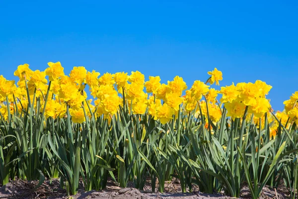 Flower Industry Netherlands Blooming Daffodils Flowers Fields Colorful Spring Background — Stock Photo, Image