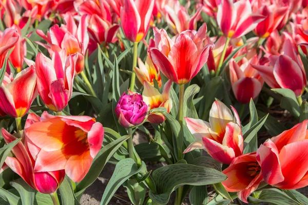 네덜란드의 꽃밭에서 피어나는 — 스톡 사진
