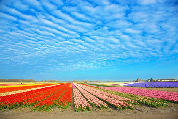 Bloemenindustrie Nederland Bloeiende Tulpenbloemenvelden Kleurrijke Lente Achtergrond — Stockfoto