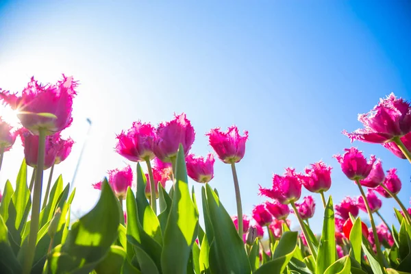 Flower Industry Netherlands Blooming Tulip Flowers Fields Colorful Spring Background — Stock Photo, Image