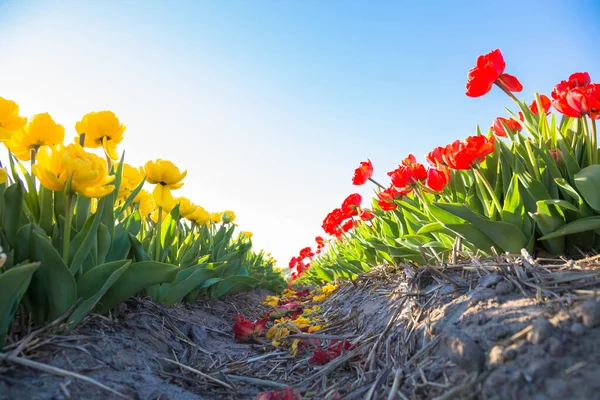 Květinářství Nizozemsku Kvetoucí Tulipánová Pole Barevné Jarní Pozadí — Stock fotografie