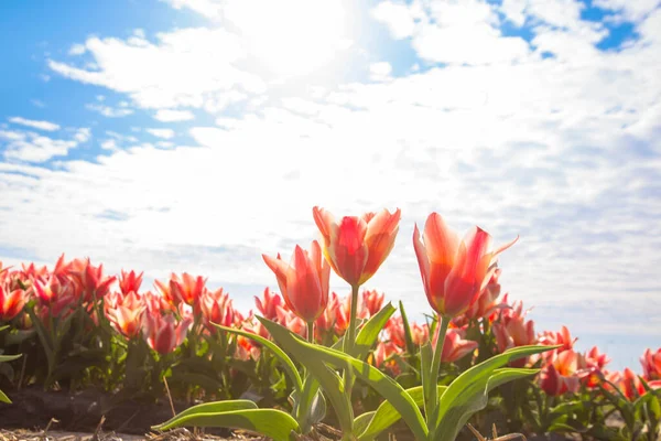 Kvetoucí Tulipánová Pole Barevné Jarní Pozadí — Stock fotografie