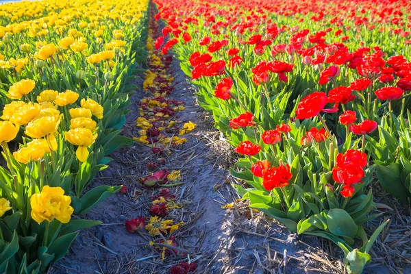 Blooming Tulip Flowers Fields Colorful Spring Background — Foto Stock
