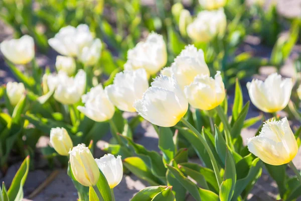 Kvetoucí Tulipánová Pole Barevné Jarní Pozadí Stock Obrázky