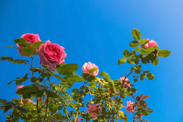 Rosa Große Rosenblüten Vor Blauem Himmel — Stockfoto