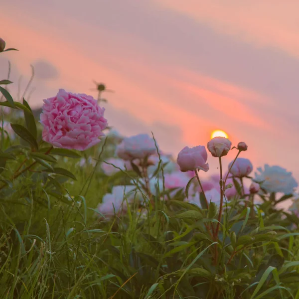 Ljust Sommarfält Blommande Färgglada Pioner Blommor Vid Solnedgången Naturlig Vacker — Stockfoto