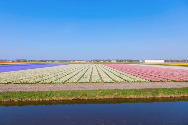 Квіткова Промисловість Нідерландах Квіти Гіацинту Цвітуть Пахучими Полями Барвисте Весняне — стокове фото