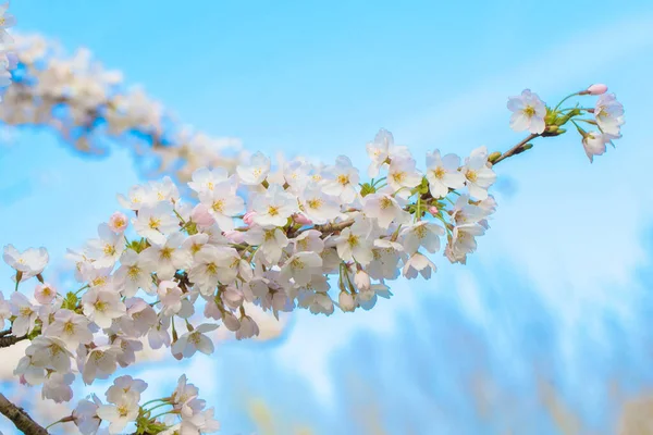 Jarní Kvetoucí Zahrada Třešní Japonská Jemná Třešeň Sakura Květiny — Stock fotografie