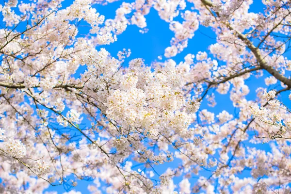 春天的樱花花园 日本娇嫩的樱花 — 图库照片