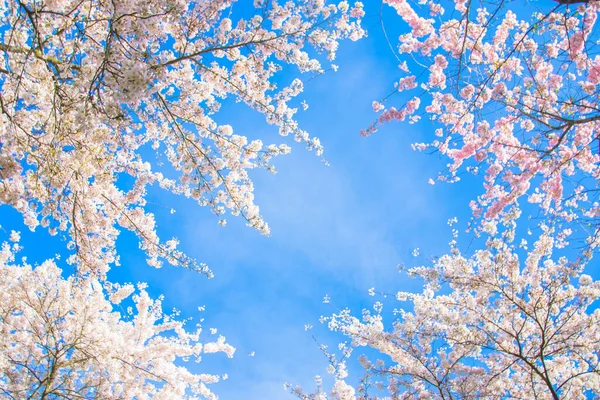 Jarní Kvetoucí Zahrada Třešní Japonská Jemná Třešeň Sakura Květiny — Stock fotografie