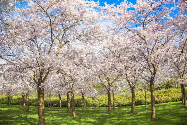 Spring Cherry Blossom Garden Japanese Delicate Cherry Sakura Flowers — Fotografia de Stock
