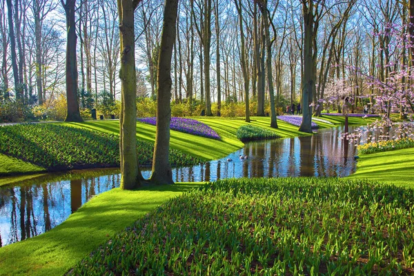 Parque Primavera Con Césped Árboles Florecientes Hermoso Fondo Primavera —  Fotos de Stock