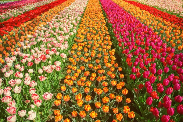 Tulpenveld Lente Nederland Beroemde Nederlandse Tulpenvelden — Stockfoto