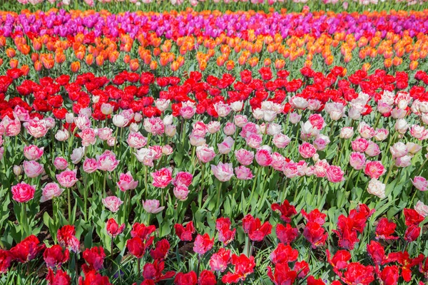 Tulpenveld Lente Nederland Beroemde Nederlandse Tulpenvelden — Stockfoto