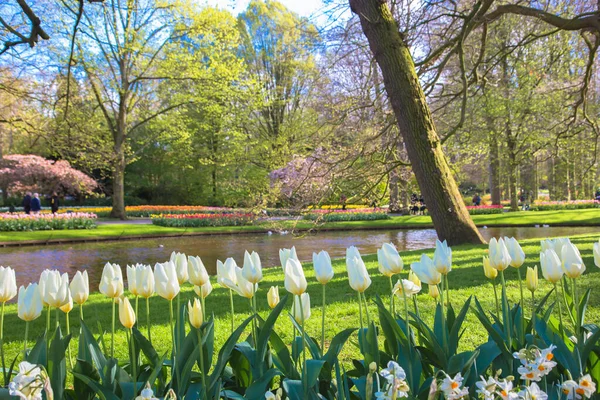 Wiosenny Park Kwitnącymi Trawnikami Drzewami Piękne Wiosenne Tło — Zdjęcie stockowe