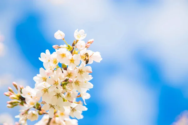 Primavera Jardim Flor Cereja Japonês Delicado Cereja Sakura Flores Árvores — Fotografia de Stock