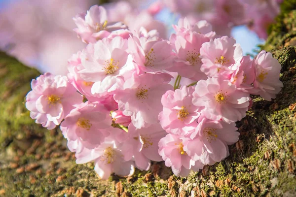 Primavera Jardim Flor Cereja Japonês Delicado Cereja Sakura Flores Árvores — Fotografia de Stock