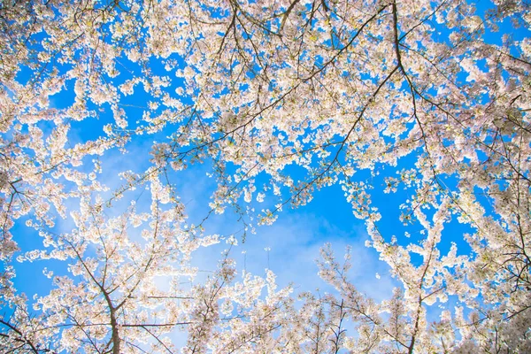 Jardín Flores Cerezo Primavera Japonés Delicada Cereza Sakura Flores Árboles — Foto de Stock