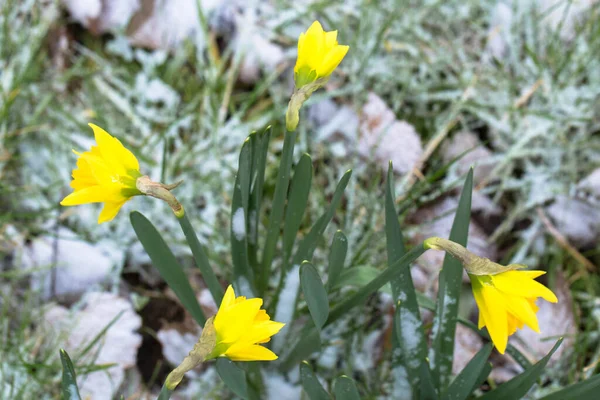 Πρώτα Ανοιξιάτικα Λουλούδια Είναι Ασφόδελοι Καλυμμένοι Χιόνι Όμορφοι Ασφόδελοι Χειμώνα — Φωτογραφία Αρχείου