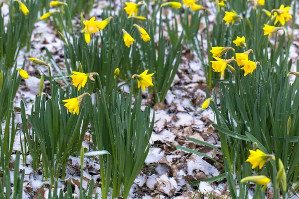 Las Primeras Flores Primavera Son Narcisos Cubiertos Nieve Hermosos Narcisos — Foto de Stock