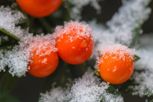 Pomarańczowe Jagody Ozdobne Pokryte Śniegiem Ogród Zimowy Tle Strzał Makro — Zdjęcie stockowe