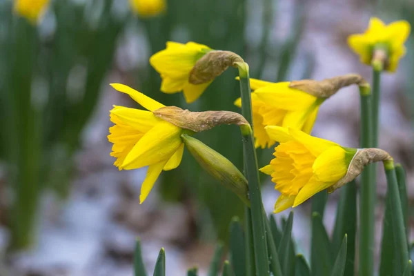 Πρώτα Ανοιξιάτικα Λουλούδια Είναι Ασφόδελοι Καλυμμένοι Χιόνι Όμορφοι Ασφόδελοι Χειμώνα — Φωτογραφία Αρχείου