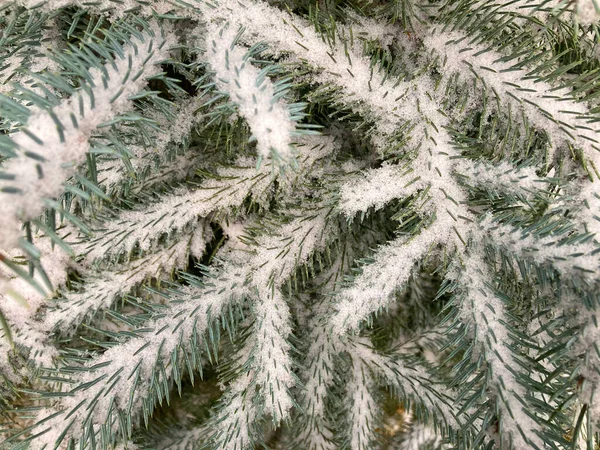 云杉枝头被雪覆盖着 寒冷的冬季背景 — 图库照片