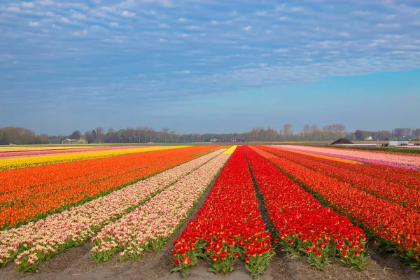 Campi Tulipani Fiore Luminoso Primavera Sfondo Floreale — Foto Stock