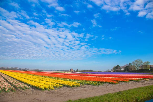 Kvetoucí Tulipánová Pole Světlé Jarní Květinové Pozadí — Stock fotografie