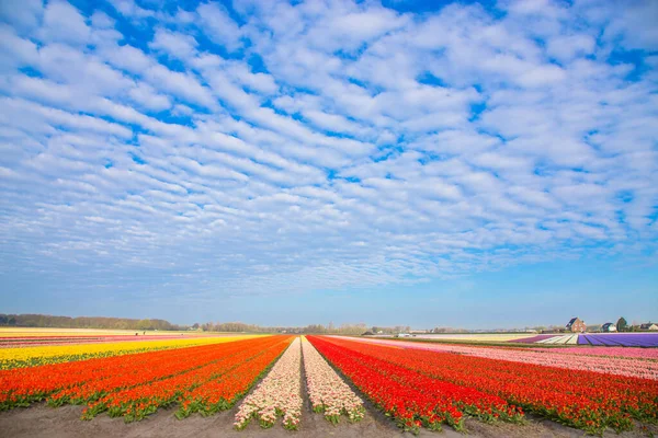 Bloeiende Tulpenvelden Heldere Lente Bloemen Achtergrond — Stockfoto
