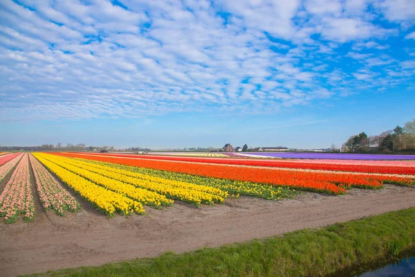 Bloeiende Tulpenvelden Heldere Lente Bloemen Achtergrond — Stockfoto