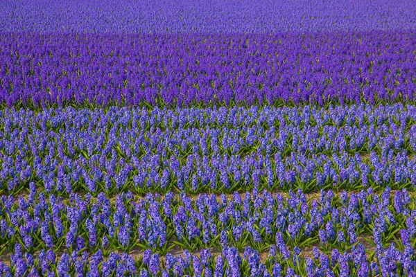 Florecientes Campos Fragantes Flores Jacinto Fondo Primavera Colorido Industria Las — Foto de Stock