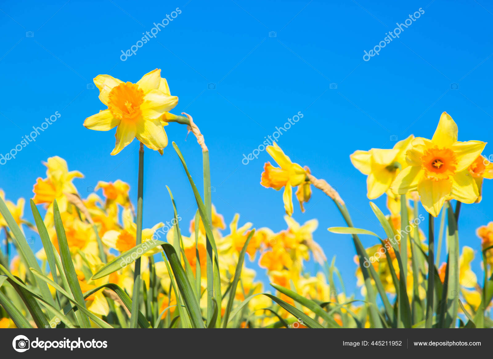 最初の春の花の水仙 美しい水仙畑 カラフルな春の背景 ストック写真 C Vitalinka