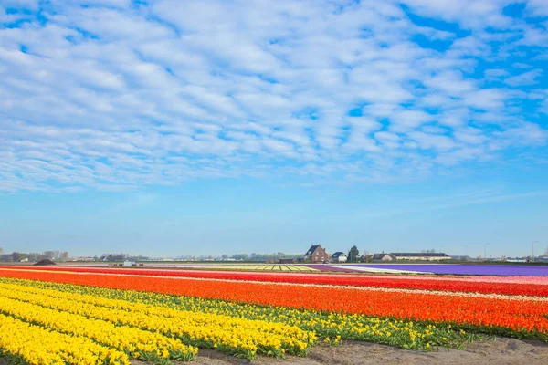 Blooming Tulip Fields Bright Spring Floral Background Famous Dutch Tulip — 스톡 사진