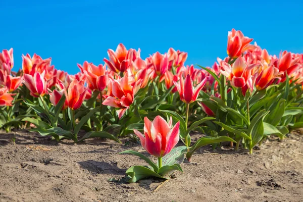 Blooming Tulip Fields Bright Spring Floral Background Famous Dutch Tulip — 스톡 사진