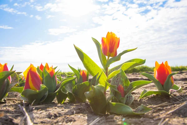 Campo Tulipas Primavera Flor Primavera Colorida Brilhante Tulipas Fundo Natural — Fotografia de Stock