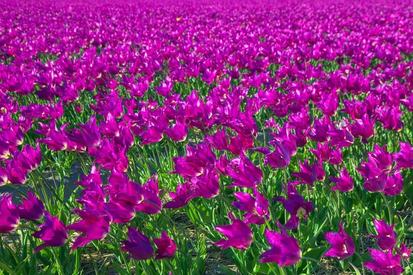 Bahar Lale Tarlası Parlak Bahar Çiçeği Laleleri Güzel Çiçekli Doğal — Stok fotoğraf