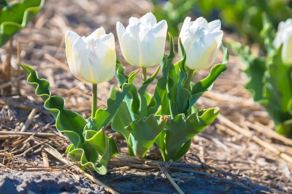 Champ Tulipes Tulipes Fleurs Printanières Colorées Lumineuses Beau Fond Naturel — Photo