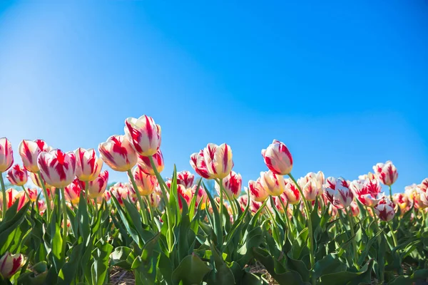 Весеннее Тюльпановое Поле Яркие Красочные Весенние Цветы Тюльпаны Красивый Цветочный — стоковое фото