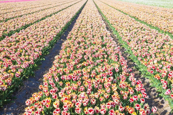 Campo Tulipán Primavera Flores Primavera Colores Brillantes Tulipanes Hermoso Fondo Imagen De Stock