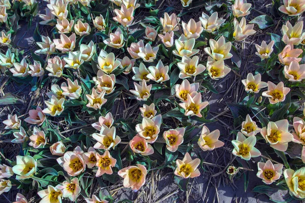 Ανοιξιάτικο Γήπεδο Τουλίπας Φωτεινές Πολύχρωμες Τουλίπες Όμορφο Floral Φυσικό Υπόβαθρο — Φωτογραφία Αρχείου