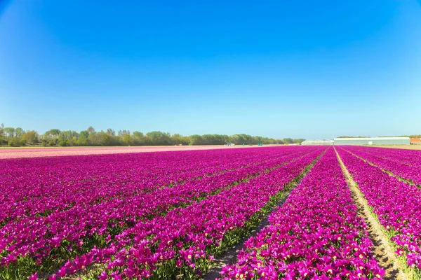 Lente Tulpenveld Heldere Kleurrijke Lentebloemen Tulpen Mooie Bloemen Natuurlijke Achtergrond — Stockfoto