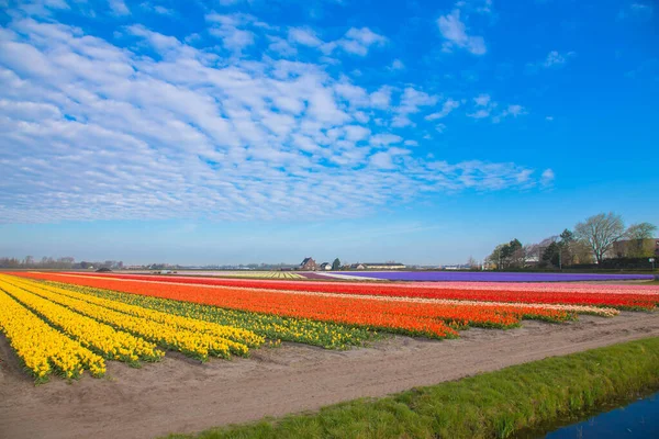 Frühlingstulpenfeld Leuchtend Bunte Frühlingsblumen Tulpen Schöne Blumen Natürlichen Hintergrund lizenzfreie Stockfotos