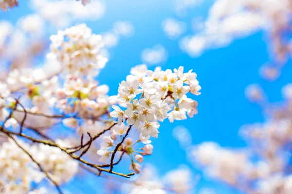 Krásné Jemné Jarní Květy Japonské Třešňové Sakury Jarní Květinové Pozadí — Stock fotografie