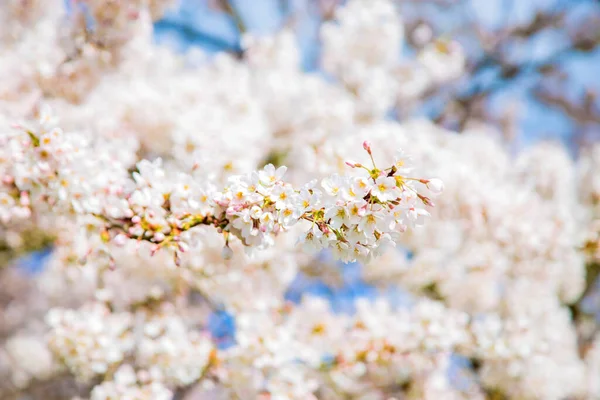Lindas Flores Delicadas Primavera Sakura Flor Cereja Japonesa Primavera Floral — Fotografia de Stock
