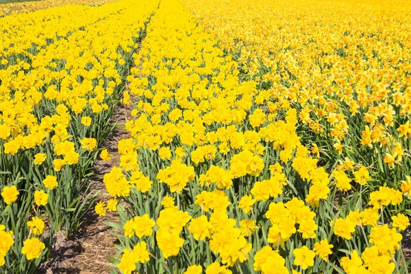 Heldere Gele Lente Bloemen Narcissen Voorjaar Bloemen Achtergrond Rechtenvrije Stockafbeeldingen