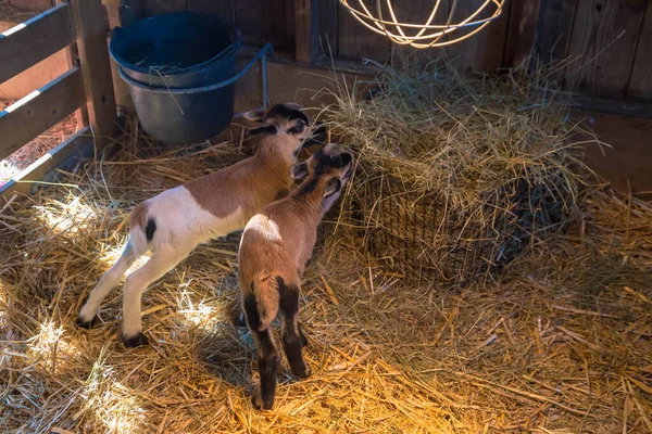 Les Nouveau Nés Apprennent Manger Foin Exploitation Caprine Image En Vente