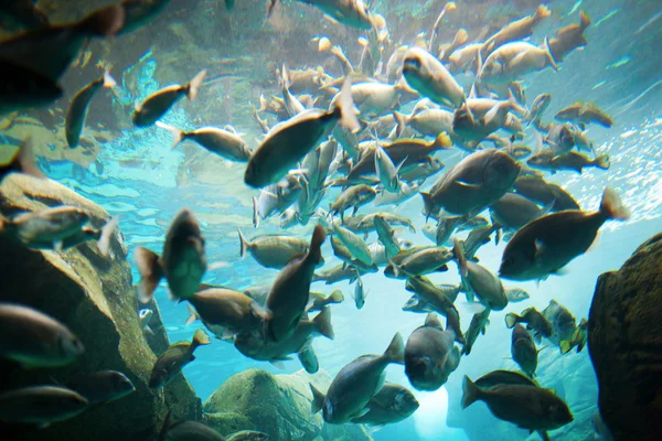 Group of fish i — Stock Photo, Image